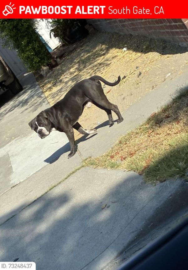 Lost Male Dog last seen Firestone and Ardmore Ave, South Gate, CA 90280
