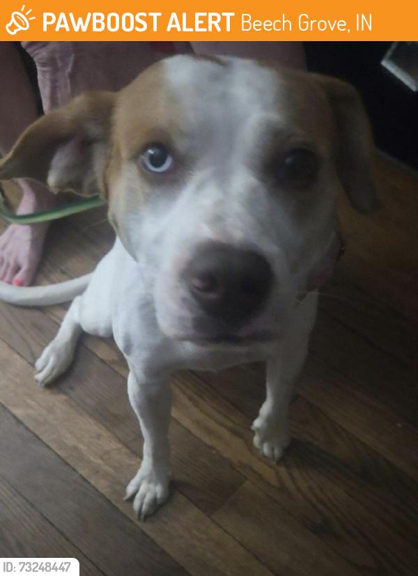 Found/Stray Male Dog last seen Sherman and hanna ave, Beech Grove, IN 46107