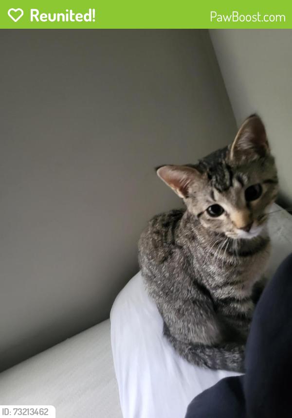 Reunited Female Cat last seen Behind O'charlie's, logan's, close to walmart, Gallatin, TN 37066