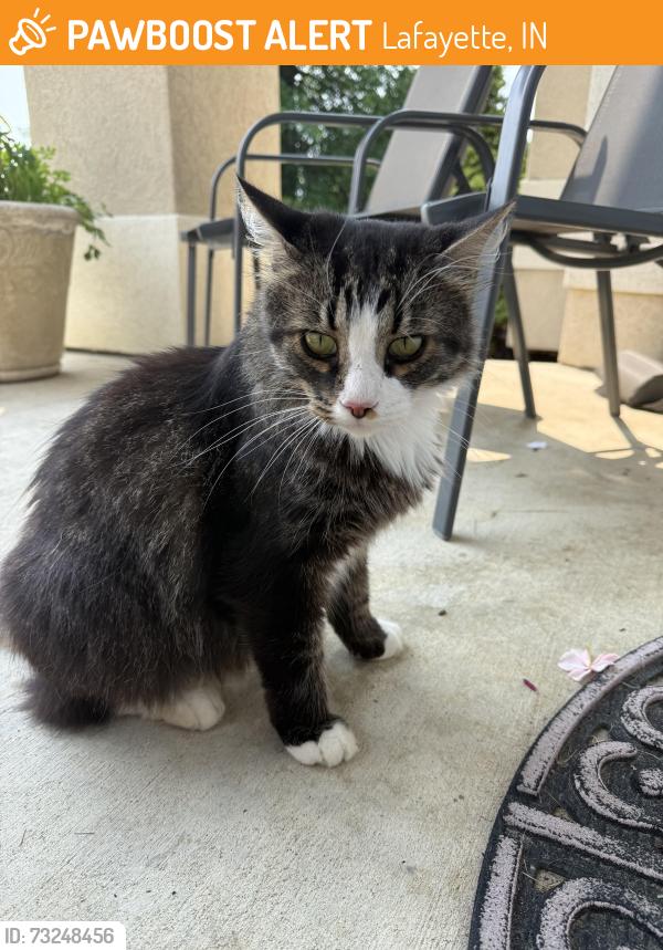 Found/Stray Unknown Cat last seen Aberdeen way, Lafayette, IN 47909