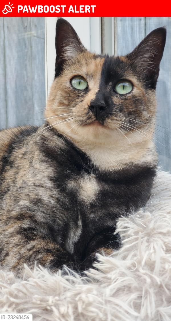 Lost Female Cat last seen El Moro, Baywood-Los Osos, CA 93402