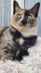 Lost Female Cat last seen El Moro, Baywood-Los Osos, CA 93402