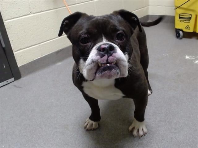 Shelter Stray Male Dog last seen Near BLOCK N TOWER RD, DENVER CO 80249, 1241 W Bayaud Ave, Denver, CO 80223, USA