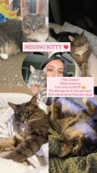 Lost Female Cat last seen The Greens at Maui Lani, Kahului, HI 96732
