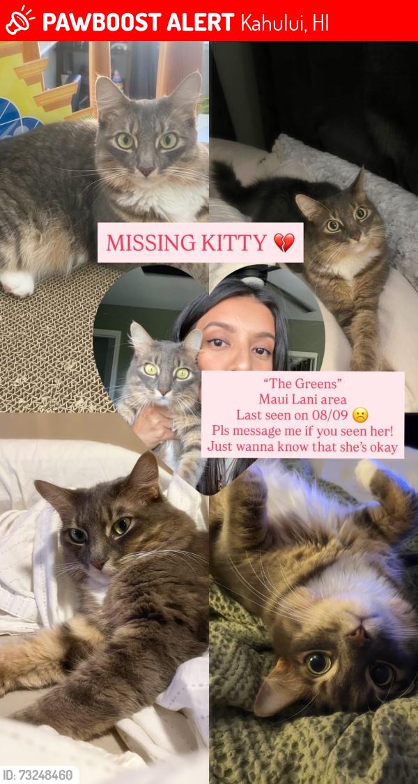 Lost Female Cat last seen The Greens at Maui Lani, Kahului, HI 96732