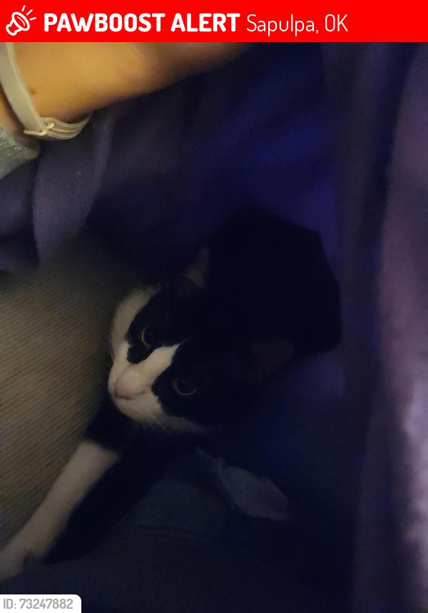 Lost Male Cat last seen 91st st and frankomah, Sapulpa, OK 74066