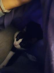 Lost Male Cat last seen 91st st and frankomah, Sapulpa, OK 74066