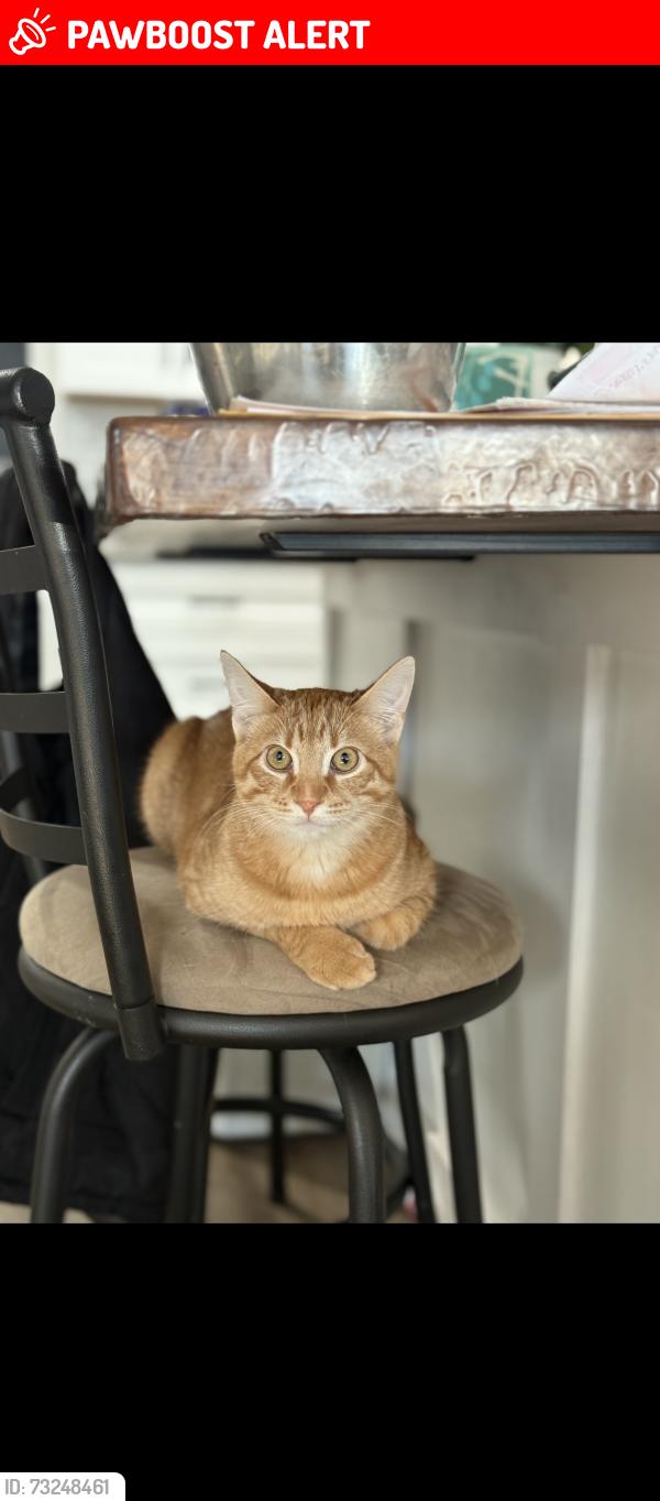 Lost Male Cat last seen Quincy and garrison, Jefferson County, CO 80235