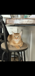 Lost Male Cat last seen Quincy and garrison, Jefferson County, CO 80235