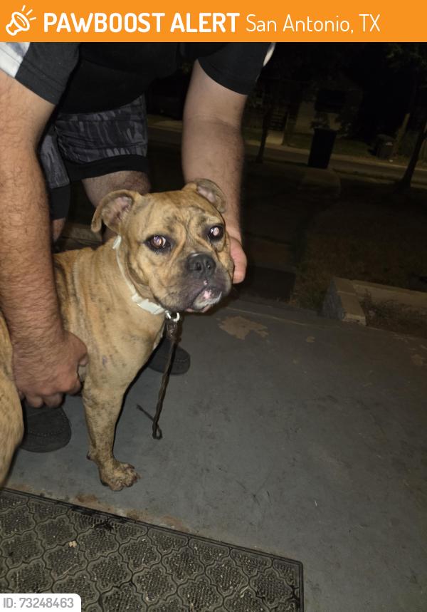Found/Stray Male Dog last seen Walter st, San Antonio, TX 78202