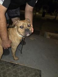 Found/Stray Male Dog last seen Walter st, San Antonio, TX 78202