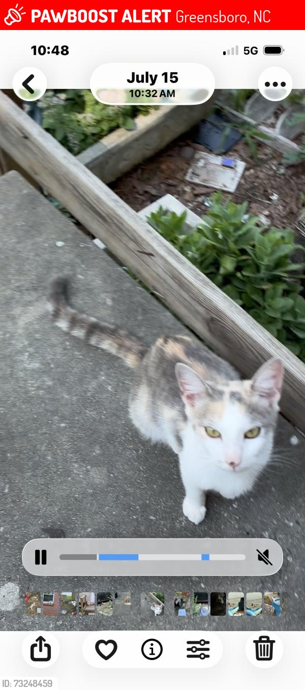 Lost Female Cat last seen West Florida st : gate city blvd., Greensboro, NC 27403