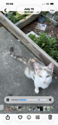 Lost Female Cat last seen West Florida st : gate city blvd., Greensboro, NC 27403