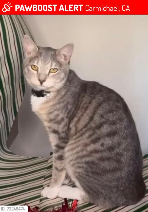 Lost Female Cat last seen Sutter and Casa Loma, Carmichael, CA 95608
