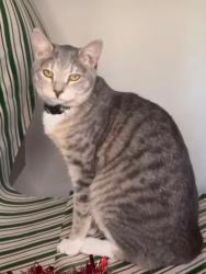 Lost Female Cat last seen Sutter and Casa Loma, Carmichael, CA 95608