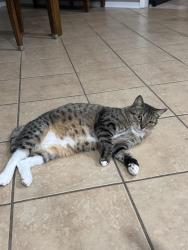 Reunited Female Cat last seen Clear Falls Dr, Houston, TX 77339