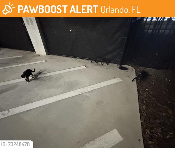 Found/Stray Unknown Cat last seen Endless Summer Surfside Parking Lot, Orlando, FL 32819