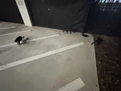 Found/Stray Unknown Cat last seen Endless Summer Surfside Parking Lot, Orlando, FL 32819