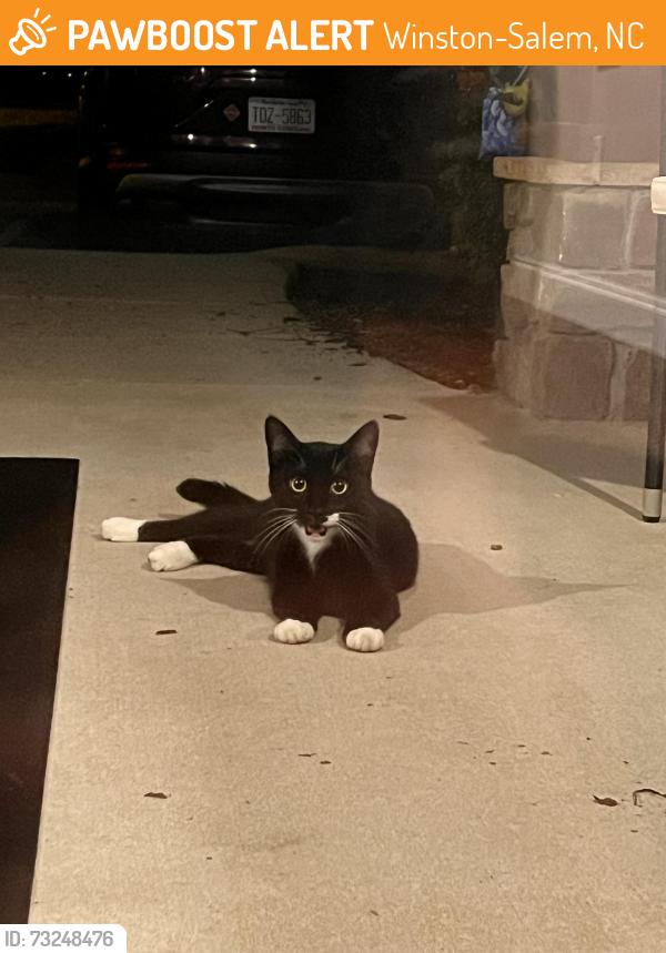 Found/Stray Unknown Cat last seen Tatton Park Dr. off Kester Mill, neighborhood west of McKay’s and Walmart, Winston-Salem, NC 27103
