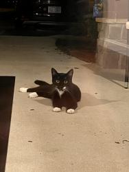 Found/Stray Unknown Cat last seen Tatton Park Dr. off Kester Mill, neighborhood west of McKay’s and Walmart, Winston-Salem, NC 27103