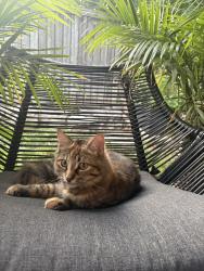 Lost Female Cat last seen Near colonial dr north side mid section of complex near unit 96, Mississauga, ON L5L 5P5