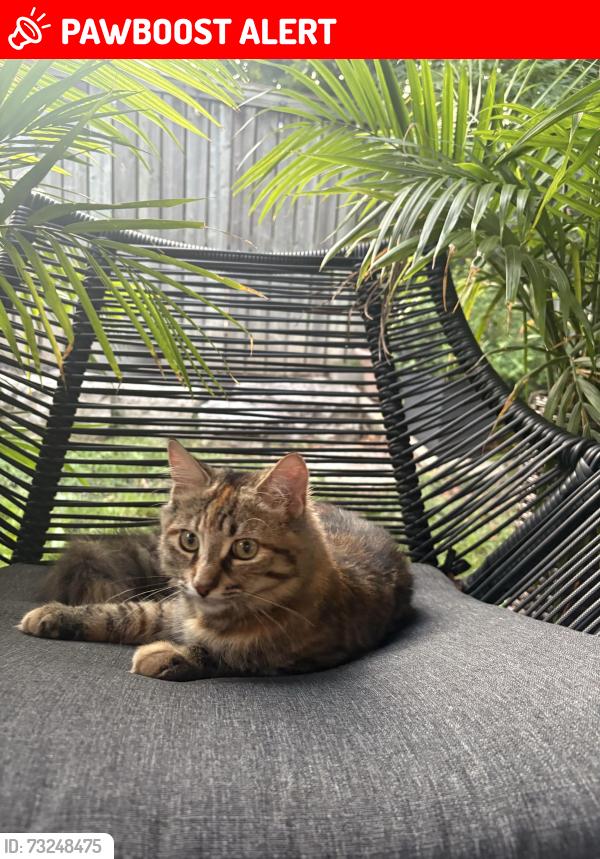 Lost Female Cat last seen Near colonial dr north side mid section of complex near unit 96, Mississauga, ON L5L 5P5