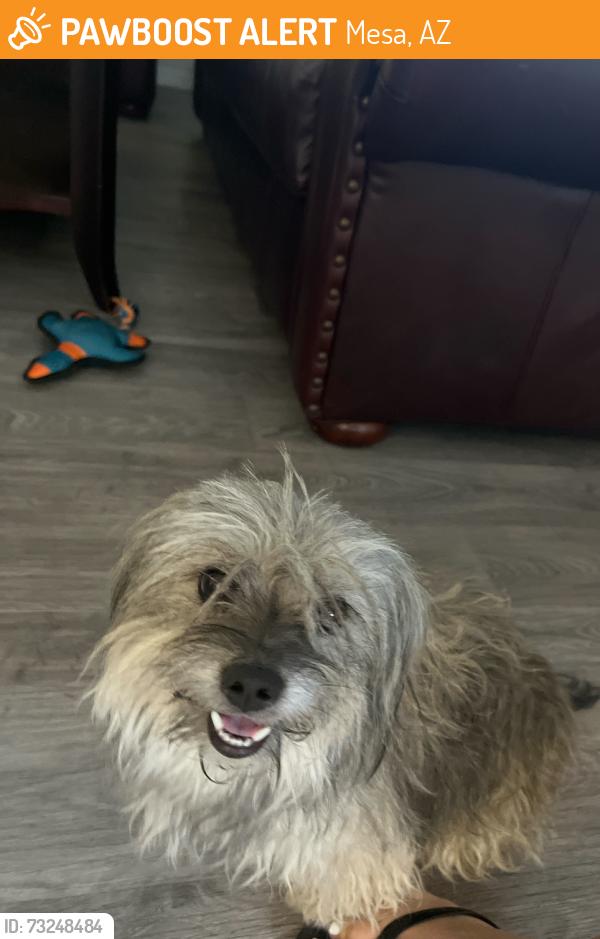 Found/Stray Female Dog last seen Broadway and Gilbert, Mesa, AZ 85204