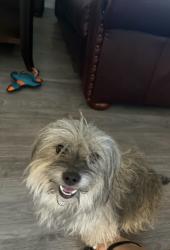 Found/Stray Female Dog last seen Broadway and Gilbert, Mesa, AZ 85204