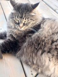Lost Female Cat last seen 35a Ave, Edmonton, AB T6T 0J7