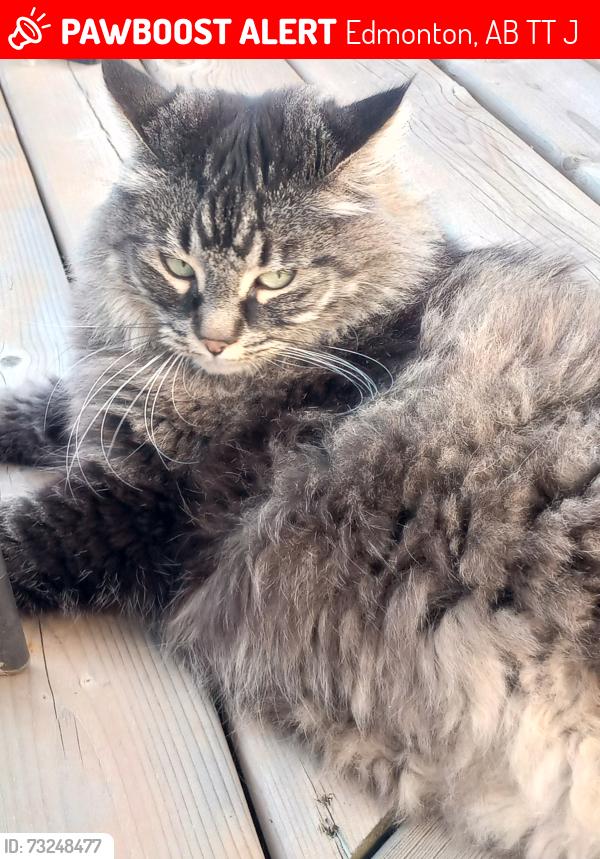 Lost Female Cat last seen 35a Ave, Edmonton, AB T6T 0J7