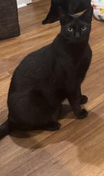 Lost Male Cat last seen Border ave, Corona, CA 92882