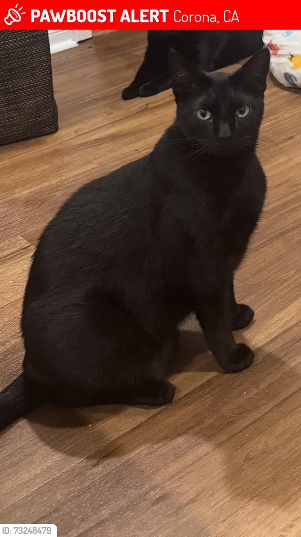 Lost Male Cat last seen Border ave, Corona, CA 92882
