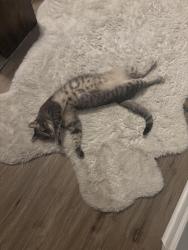 Lost Male Cat last seen W bell avenue, Chattanooga, TN 37405