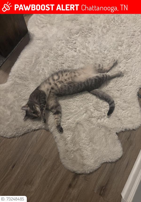 Lost Male Cat last seen W bell avenue, Chattanooga, TN 37405