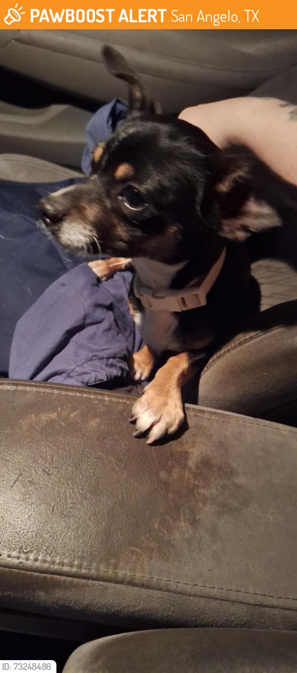 Found/Stray Male Dog last seen Colorado Ave and Van Buren st, San Angelo, TX 76901