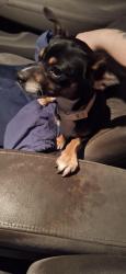 Found/Stray Male Dog last seen Colorado Ave and Van Buren st, San Angelo, TX 76901