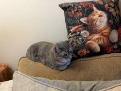 Reunited Female Cat last seen 20th/Millwood Santa Ana, Santa Ana, CA 92705