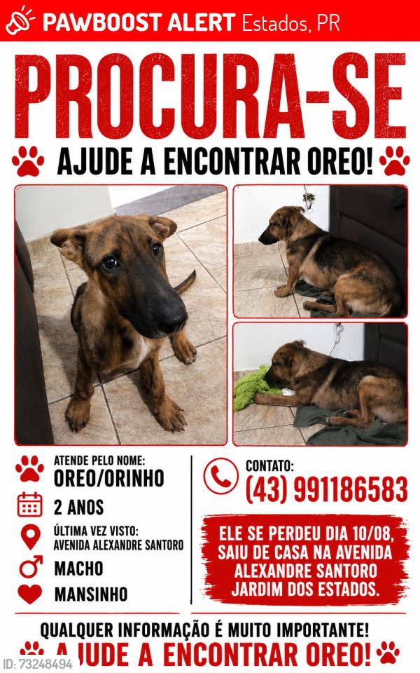 Lost Male Dog last seen Perto da rua Lindalva da Silva Basseto, Estados, PR 