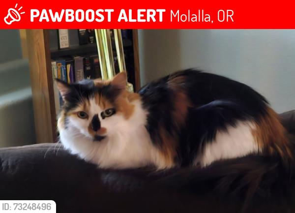 Lost Female Cat last seen Hwy 213, Molalla, OR 97038