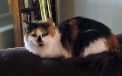 Lost Female Cat last seen Hwy 213, Molalla, OR 97038