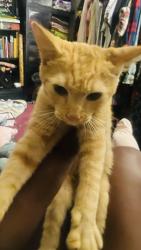 Found/Stray Male Cat last seen Martín Luther King BLVD, Raleigh, NC 27610