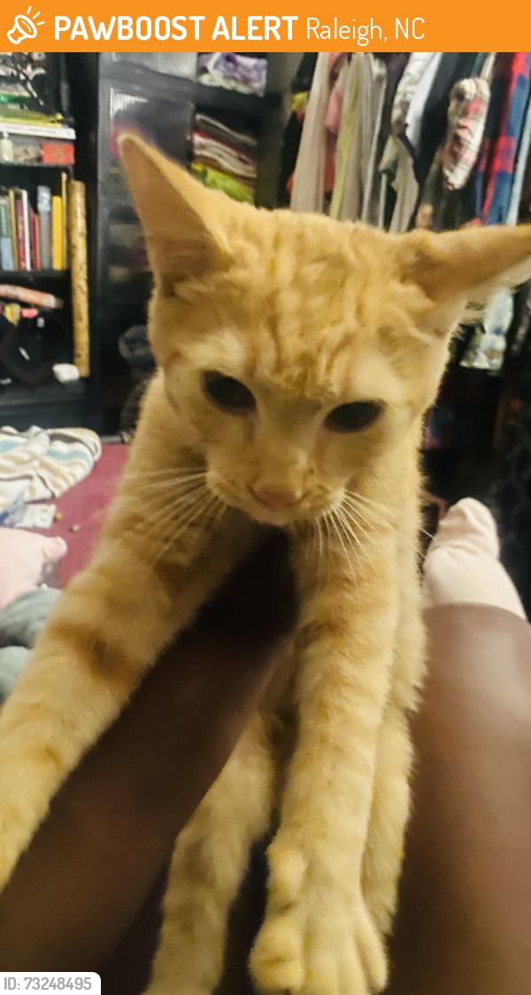 Found/Stray Male Cat last seen Martín Luther King BLVD, Raleigh, NC 27610