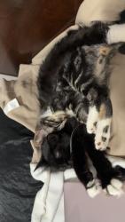 Reunited Male Cat last seen Near Carolina street, Longview, WA 98632