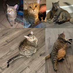 Lost Female Cat last seen Near south Camino Verde & W Valencia rd, near the Casino Del Sol, Tucson, AZ 85757
