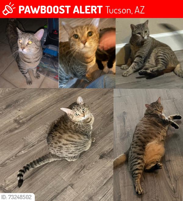 Lost Female Cat last seen Near south Camino Verde & W Valencia rd, near the Casino Del Sol, Tucson, AZ 85757