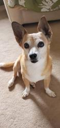 Lost Female Dog last seen Haulani St/Pukalani, Pukalani, HI 96768