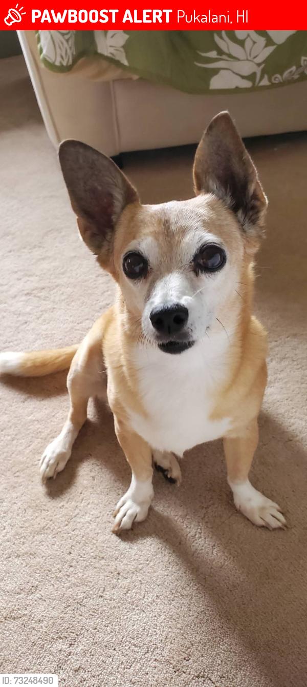 Lost Female Dog last seen Haulani St/Pukalani, Pukalani, HI 96768