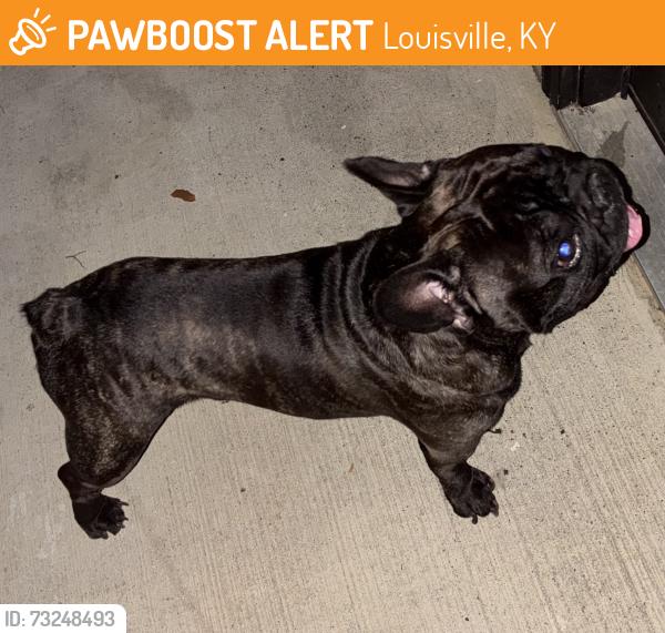 Found/Stray Male Dog last seen Glenmary Village apmts, Louisville, KY 40291