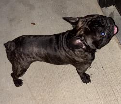 Found/Stray Male Dog last seen Glenmary Village apmts, Louisville, KY 40291