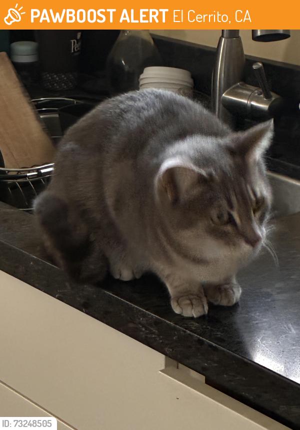 Found/Stray Unknown Cat last seen Potrero at Liberty, El Cerrito, CA 94530
